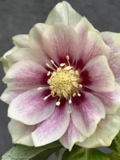 広瀬園芸 クリスマスローズ オーレア系 ピンクグラデーションdd