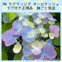 【花苗】PW正規品 ラグランジア オーロランジュ タグ付き 鉢ごと発送のサムネイル