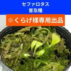 【くらげ様専用出品】 リクエスト 2点 まとめ商品