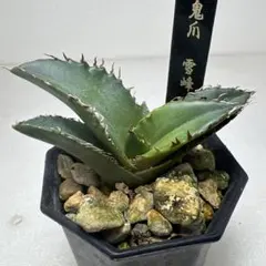 2026年最新】雪峰 アガベの人気アイテム - メルカリ