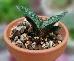 多肉植物　ガステリア 姫鉾(子株)のサムネイル