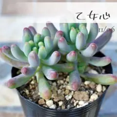 こまこま様 リクエスト 3点 まとめ商品