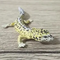 【フルタ×海洋堂】ヒョウモントカゲモドキ
