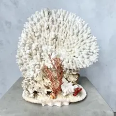 美品　珊瑚礁　white coral 置物　特大　入手困難　ホワイトコーラル 2026年最新】珊瑚礁 白珊瑚の人気アイテム - メルカリ