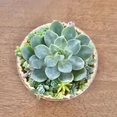 多肉植物　カット苗　詰め合わせ　寄せ植えのサムネイル