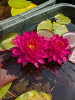 MIYABI様 リクエスト 2点 まとめ商品