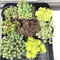 多肉植物 セダム 色々 根付き 抜き苗 全部寄せ植え 8種セット
