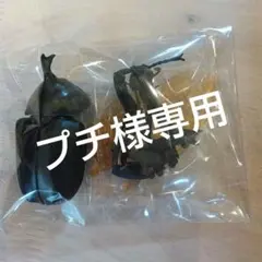 いきもの大図鑑　ヤマトカブトムシ