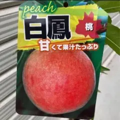色を入れる直前の摘果桃　　加工用　白鳳 色を入れる直前の摘果桃 加工用 白鳳 - メルカリ