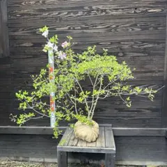 濃色小花ミツバツツジ/良形株立ち【現品発送】管理80224 - メルカリ