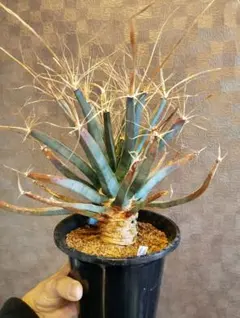 2026年最新】サボテン 晃山の人気アイテム - メルカリ