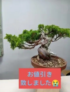 【貴風 模様木 真柏盆栽】　　　⭕樹形の整った一樹❗ 盆栽 真柏 貴風盆栽 模様木 樹形良好 - メルカリ