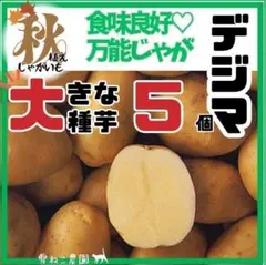 馬鈴薯デジマSサイズ8kg 馬鈴薯デジマSサイズ8kg 馬鈴薯デジマSサイズ8kg じゃがいも