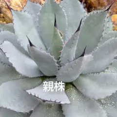 2025年最新】アガベ パリー 姫吉祥天の人気アイテム - メルカリ