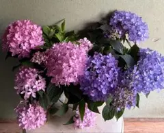 育成用株】 アジサイ 5寸10鉢 ミックスアソート 紫陽花 - メルカリ