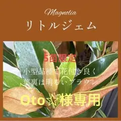 Oto☆様専用2. リトルジェム マグノリア 泰山木 タイサンボク 苗 苗木のサムネイル