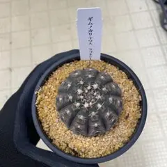 サボテン ギムノカリキウム ラゴネシー　＊同梱推奨商品のサムネイル