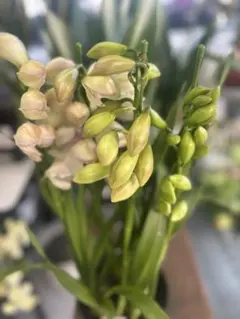 ☆シンビジューム☆CYM ゴールドラッシュ☆陶器7号鉢☆4F