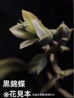 ☆渋い魅力☆ 黒錦蝶のサムネイル