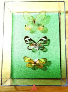 2026年最新】蝶 標本の人気アイテム - メルカリ