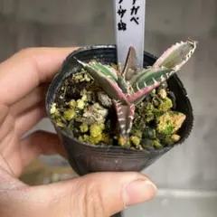 2025年最新】アガベ シーザーの人気アイテム - メルカリ