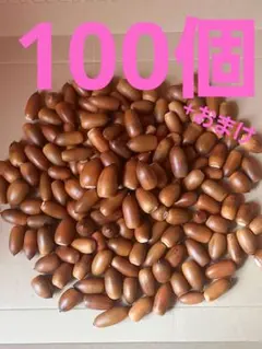 どんぐり　マテバシイ　100個