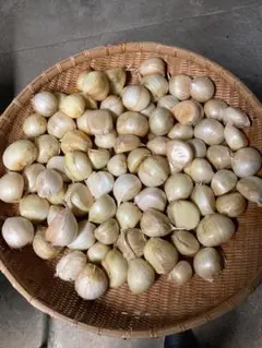 数量限定！令和7年度 新潟県産 ジャンボニンニク バラ 10kg 農薬不使用 数量限定！令和7年度 新潟県産 ジャンボニンニク バラ 10kg 農薬