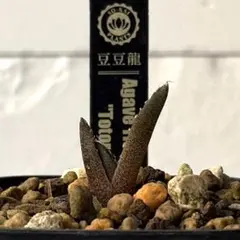 2026年最新】アガベトトロの人気アイテム - メルカリ