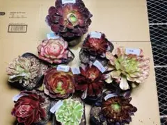15 レア種入り 多肉植物 アエオニウム 抜き苗 10種セット