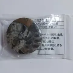 アンモナイト 化石 ゴニアタイト 絶品 約6.7kg 縫合線 WWFT029 楽天市場】【送料無料】アンモナイト 化石 ゴニアタイト絶品 約