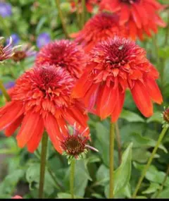 花苗　エキナセア　エキセントリック. 宿根草のサムネイル
