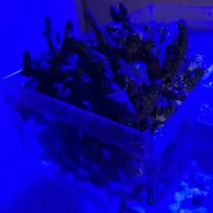 天然ライブロック　シメジ＆オリーブ