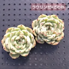 2026年最新】ラウリンゼ ざわわの人気アイテム - メルカリ