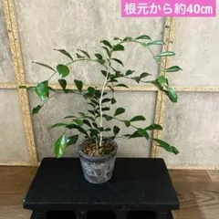 特級品）シルクジャスミン5本株立ち仕立て - メルカリ