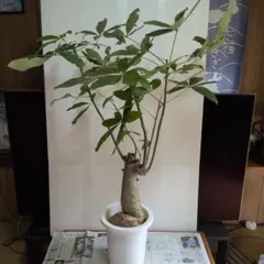 大型観葉植物 パキラ 福岡、佐賀、長崎、熊本 - メルカリ
