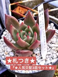 「❤札つき人気交配3苗」（B&B、TheFactory、poco）