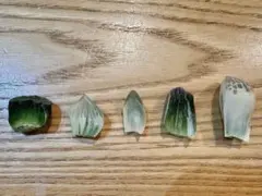 ぎ*ん様 ハオルチア　葉挿し苗セットのサムネイル