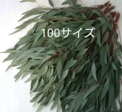 生ユーカリ細葉　100Size