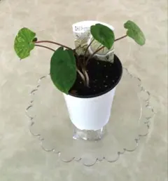 カラジウム　ホワイトハート　観葉植物