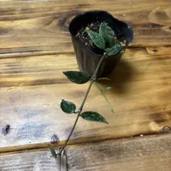 クローニアナシルバー 苗 斑入り ホヤ 多肉植物 園芸花壇 沖縄/観賞緑