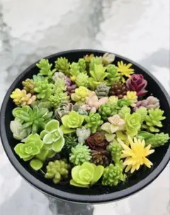多肉植物　セダム　カット苗　多種詰め合わせ