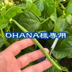 OHANA様専用 新鮮な豆