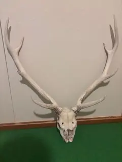 ♪鹿 頭蓋骨/骨格/剥製/角 ハンティングトロフィー♪ 鹿／角・頭蓋骨／ハンティングトロフィー | 長州ジビエ団ECサイト