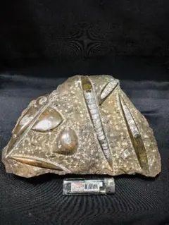 希少な黄鉄鉱化したオウムガイの化石 （ミケリノセラス・スペキエス） 黄鉄鉱の球体内】ミケリノセラス・スペキエス（オルソセラス）化石