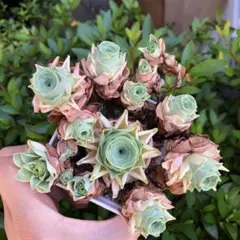 現物　紫境　群生　グリーノビア　多肉植物のサムネイル
