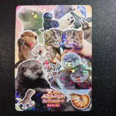 鳥羽水族館 とばすいコレカ2 とばすい赤ちゃん大集合！ ラッコ セレナ 鳥羽水族館 とばすいコレカ2 とばすい赤ちゃん大集合！ ラッコ セレナ