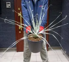 【手渡限定】ダシリリオン　ウィーレリ Amazon.co.jp: ITANSE ダシリリオン ウィーレリ 6号 1個売り