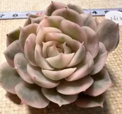 H*I様 36121新入荷　オンスロー錦　エケベリア　多肉植物　撮影3月24日