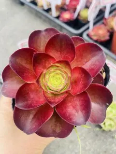 速達　✞ℳᎯℜÏ ℳᎯℜÏシフォン様 リクエスト 2点 まとめ商品