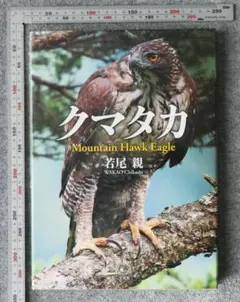 野鳥写真家若尾ちかしさんの額装カワセミ写真　おまけにクマタカ3枚イラスト5枚 クマタカ写真原寸大 A1版ポスター（594㎜×841㎜） - Wakao Bird